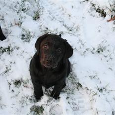 Labrador retriever Aiyo