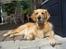 Golden retriever Bella