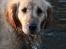 Golden retriever Bella