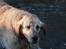 Golden retriever Bella