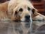 Golden retriever Bella