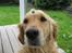 Golden retriever Bella