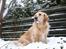 Golden retriever Bella