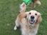 Golden retriever Bella