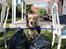 Golden retriever Bella