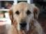 Golden retriever Bella