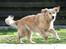Golden retriever Bella