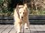 Golden retriever Bella