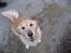 Golden retriever Bella