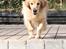 Golden retriever Bella