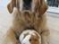 Golden retriever Bella