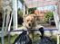 Golden retriever Bella