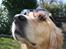 Golden retriever Bella