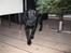 Labrador retriever Joe