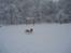 Pyrenæisk hyrdehund Coco