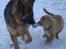 Nova scotia duck tolling retriever  Beautyfull Mischa