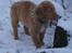 Nova scotia duck tolling retriever  Beautyfull Mischa