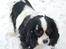 Cavalier king charles spaniel Kicki 2006 - 2010