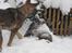 Schæferhund Scharif's Amy R.I.P - weee sne