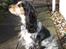 Cocker spaniel Nanna