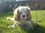 Cavalier king charles spaniel Mikkel - I haven :´)