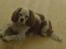 Cavalier king charles spaniel Mikkel - basse :´)