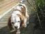 Cavalier king charles spaniel Mikkel - Heej moar! :D