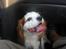 Cavalier king charles spaniel Mikkel - I bilen!