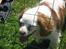 Cavalier king charles spaniel Mikkel - puha det varmt :D