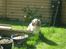 Cavalier king charles spaniel Mikkel - Davs :´)
