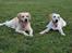Labrador retriever Bailey