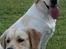 Labrador retriever Bailey