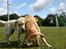 Labrador retriever Bailey
