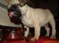 Mops Benson - Benson 10 uger: Mmm fantastisk mad. 