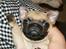 Mops Benson - Benson 10 uger: Tag ikke fejl, han er en mops, ikke en fransk bulldog ;-)