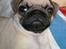 Mops Benson