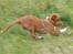 Nova scotia duck tolling retriever Eddie