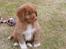 Nova scotia duck tolling retriever Eddie - Eddie første dag vi havde ham, juli 2009