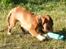 Nova scotia duck tolling retriever Eddie