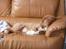 Nova scotia duck tolling retriever Eddie