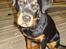 Rottweiler Berta
