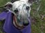 Whippet Piper