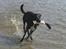 Blanding af racer Karla Malone - Vandhund, sommeren 2009