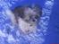 Lhasa apso werner