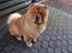 Chow chow Stagebo's X-Factor(Magnus - Magnus på hans 1. års fødselsdag, på besøg hos bedsteforældrene ;)