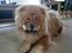 Chow chow Stagebo's X-Factor(Magnus