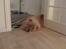 Chow chow Stagebo's X-Factor(Magnus - yndlings-slængre-stedet :)