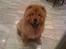 Chow chow Stagebo's X-Factor(Magnus