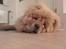 Chow chow Stagebo's X-Factor(Magnus - Go´ morn´..