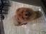 Chow chow Stagebo's X-Factor(Magnus - Magnus 9 mdr. gammel.